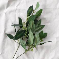 유칼립투스씨앗