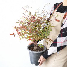모리앤 남천나무 대형포트 공기정화식물, 혼합색상, 1개