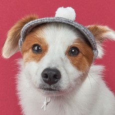 도그아이 강아지 고양이 폼폼이 니트 모자, 그레이