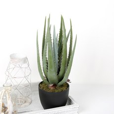 沼澤萬壽菊人工蘆薈黑鍋49cm, 混色, 1個