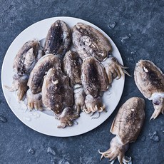 피시원 산지직송 자연산 생물 갑오징어 (냉장), 1kg(소, 9~12미), 1개