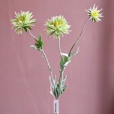 GAPANG 乾花菊花2號 DRYE018, 綠色