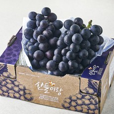 산들이랑 비파괴당도선별 거봉, 1kg, 1개