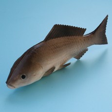 소니오 물고기 장식 인테리어 소품 물고기 모형, TYPE 04