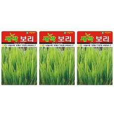 SN월드 새싹 보리 씨앗, 3개