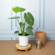 메이크정글 공기정화 포트 식물 몬스테라 중품, 혼합색상, 1개
