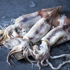피시원 국내산 산지직송 생물오징어 3미, 600g, 1개