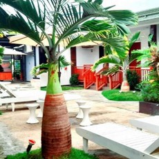 [보홀] Casi Verde Guest House