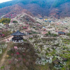 [전라] 봄꽃여행베스트!! 섬진강 매화마을과 구례산수유마을