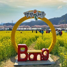 [강원] 삼척 맹방 유채꽃축제(벚꽃/덕봉산)+해신당공원+초곡 용굴촛대바위길 당일여행 / 서울경기出