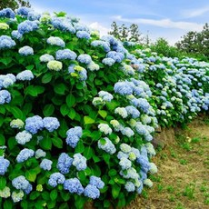 휴애리수국축제