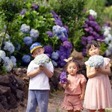 휴애리수국축제