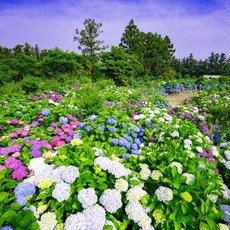 휴애리수국축제