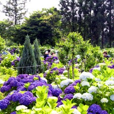 휴애리수국축제