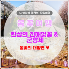 추천2 대전벚꽃