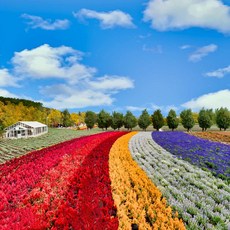 [삿포로] #모두투어 [얼리버드][8명한정][북해도 보랏빛에 스며들다][이색일정+특식+온천욕][삿포로 시내1박+온천호텔2박] 후라노/비에이/삿포로/오타루 4일 #에어부산 #BJP671BXF0