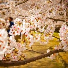 추천2 대구벚꽃명소