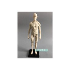 30cm 의료 조각 드로잉 CG 두개골 구조 인간의 근육 골격 해부학 모델을 말합니다, male