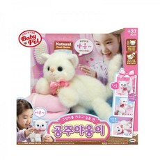 공주고양이