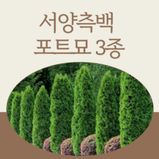 골든브라반트