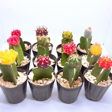 곤플랜츠