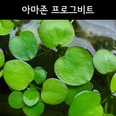자연재배비트