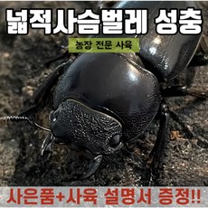 홍다리사슴벌레
