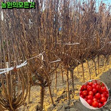 앵두나무 묘목 결실주 3년생 (분묘), 1개