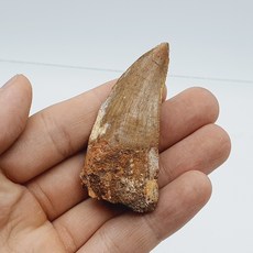 카르카로돈토사우루스