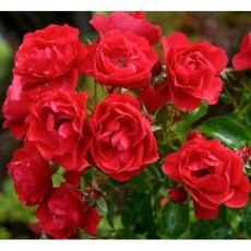 모종/묘목 유럽사계덩굴장미(스칼렛) 개화주(분)R0732