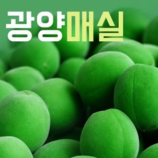 [예약판매]전남 광양 청매실 왕특 특 대 5kg 10kg 농장직송