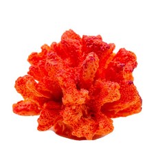 산호가지