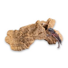 타란튤라코르크