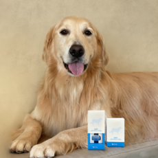 (1구)꼬잇 고관절 브이레이 프로 케어 패키지 대형견 강아지 고관절 보조기 탈구 예방, 고관절 프로 케어단자(1구) 및 밴드