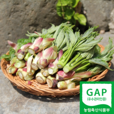 엄나무순 TOP01