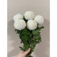 393fbb1e843669511f3a94582bb495fd55786e5c5038dfd7510ae508ce35.jpg