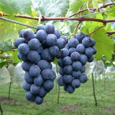 자옥포도