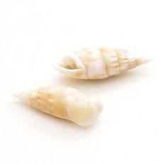 오꿈 오꿈 조개모형 조개껍데기 100g, A09 (일반) 소라a, 1세트