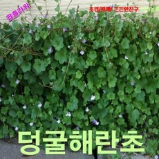 누운주름꽃
