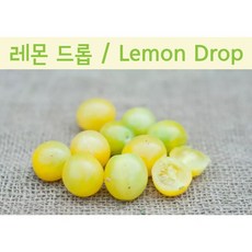 경남체리따기체험