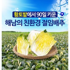 황토밭에서 90일키운 해남절임배추20kg, 11월27일 금요일출고