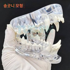 애완용 강아지 고양이 치아 모형 수의학 이빨 구강 토끼 머리 교육 시연 동물, 1개, 1개