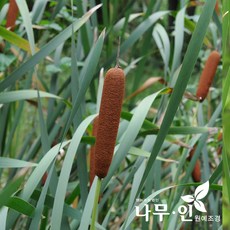 [나무인] 부들 수생식물, 1개