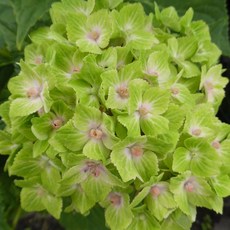 섬머스노우장미