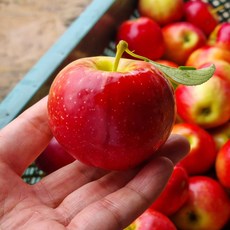 [기간한정]아삭상큼달콤 루비에스 미니사과 한입 사과, 1박스, 2kg(24~44과 내외) - 사과박스