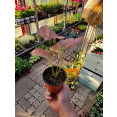 싱고니움핑크스팟