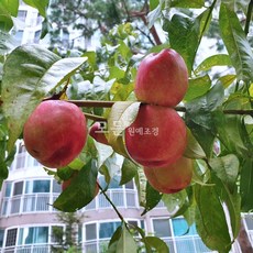 모든원예조경 천도복숭아나무 묘목 (신비) 접목1년생 특묘