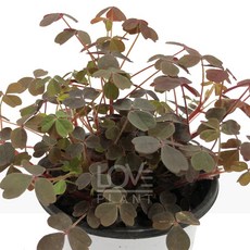 [꽃사랑식물나라] 레드벨벳사랑초 야생화 공기정화식물 식물키우기, 1개