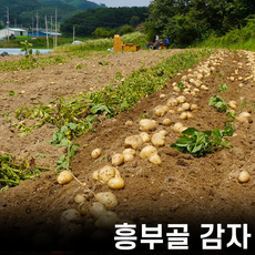 감자10키로가격-추천-상품