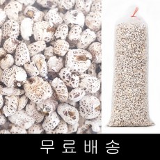 개나리39034-1